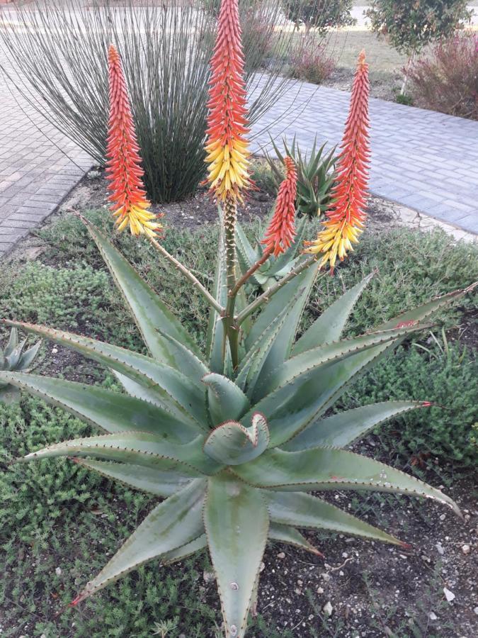Aloe @ The Sea Apartment Mossel Bay Exterior photo